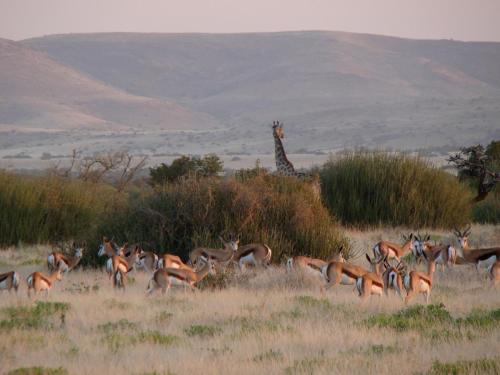 a giraffe and a herd of deer in a field at Grootberg Lodge in Damaraland