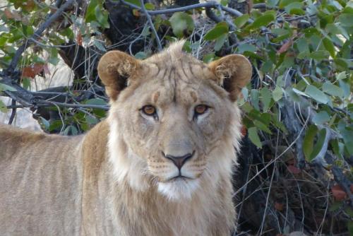 a lion standing in front of a tree at Grootberg Lodge in Damaraland