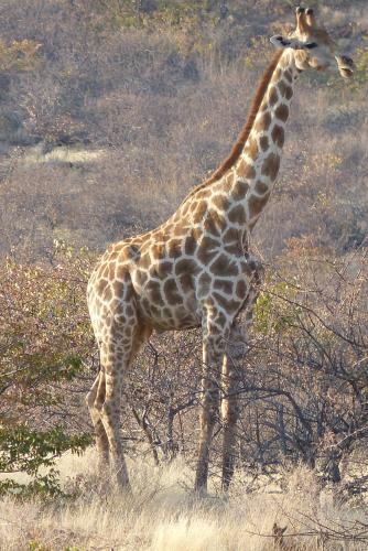 a giraffe standing in the middle of a field at Grootberg Lodge in Damaraland