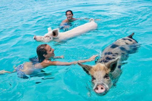 Animals a l'hotel o a prop
