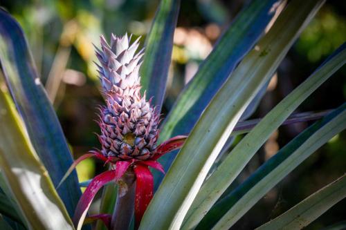 a close up of a plant with a red flower at El Caribeo in Bocas Town