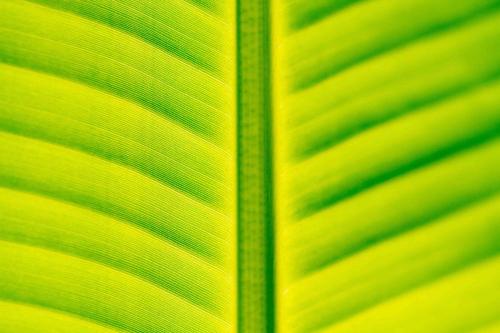 a close up of a green banana leaf at El Caribeo in Bocas Town