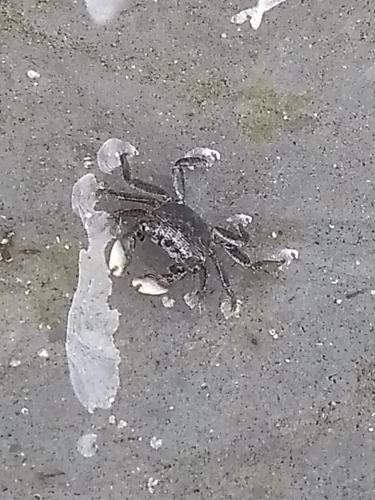 Fotografie z fotogalerie ubytování La Salamandra v destinaci Ladrilleros