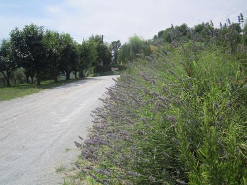 a field of purple flowers next to a road at Fattoria Bertaccini in Cesena