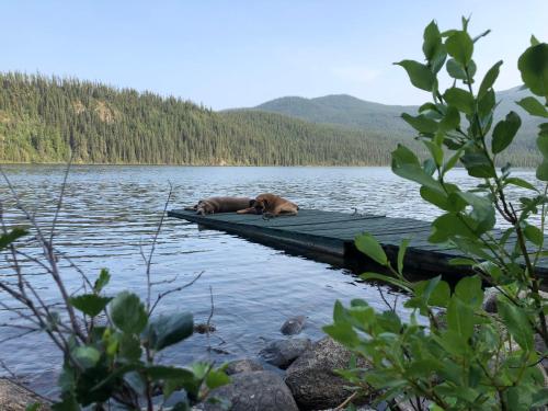 a brown dog laying on a dock in the water at Vines and Puppies Hideaway in Jade City