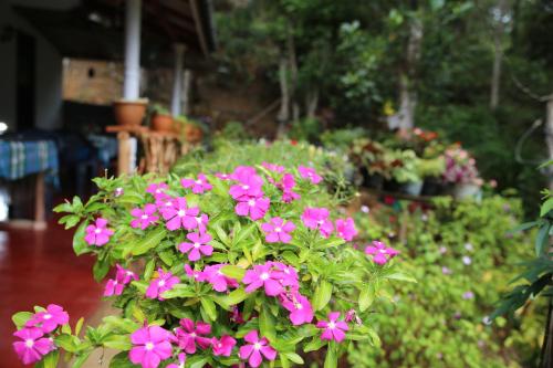 Taman di luar Secret Nest Homestay