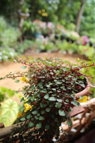 Taman di luar Secret Nest Homestay
