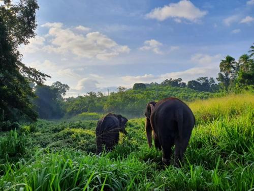 two elephants standing in a field of tall grass at Villa Pinnawala in Pinnawala