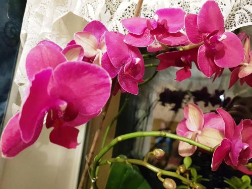 a bunch of pink orchids in a vase at Kincsesbánya in Kincsesbanya