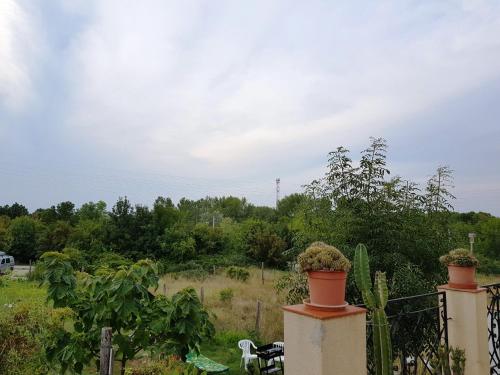 two potted plants on a fence in a field at Kincsesbánya in Kincsesbanya