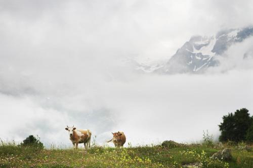 two cows standing on a grassy hill with a mountain at Peak Mazeri Guest House in Mazeri