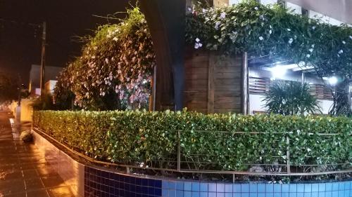 a hedge in front of a building at night at Hotel Donna Linda in Londrina