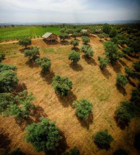 an aerial view of a field with trees and a house at Castello di Serragiumenta in Firmo
