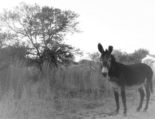a horse standing on a dirt road in a field at Donkerhoek Country Living in Avondzon
