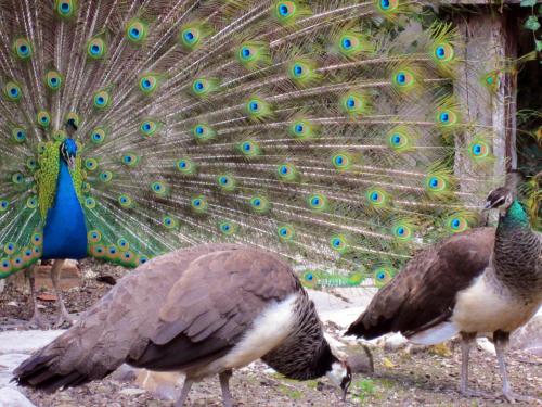 two peacocks standing in front of a peacock displaying its feathers at Candalù - Villa Giardinata in Valderice