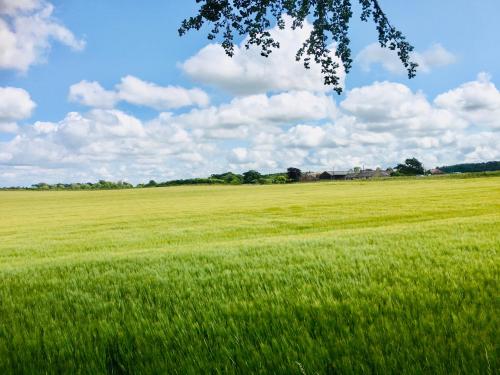 a field of green grass with a tree in the foreground at The Little Beech Tree in Linlithgow
