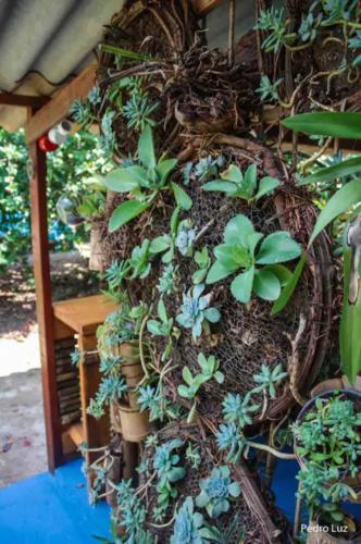 a group of plants growing on a wall at Casinha Azul de Penedo in Penedo