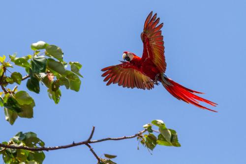 un pájaro rojo volando a través de una rama de árbol en Hotel Mar de Luz en Jacó