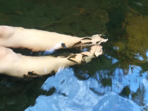 a polar bear swimming in the water at Sinharaja Vini Villa in Deniyaya