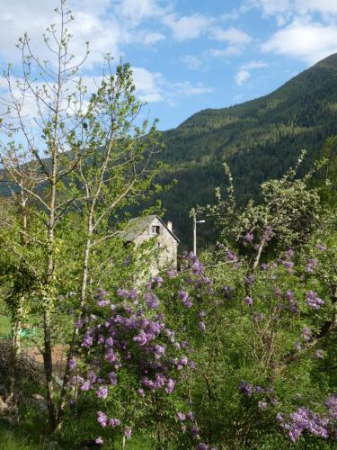 a field of flowers in front of a mountain at La Cérisole in Saint-Étienne-de-Tinée