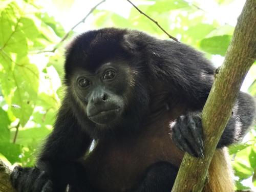 a monkey is sitting on a tree branch at Green Moon Lodge in Montezuma