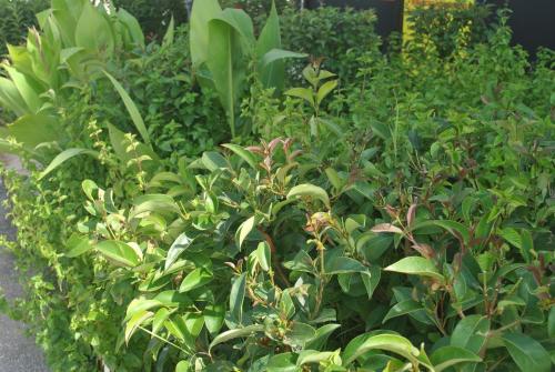 a garden filled with lots of green plants at Alexander Apartments in Alexandroupoli