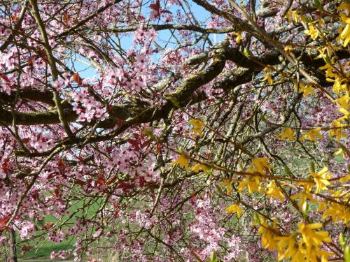 a tree with pink and yellow flowers on it at Chambres d'hôtes La Charrière in Cheffois