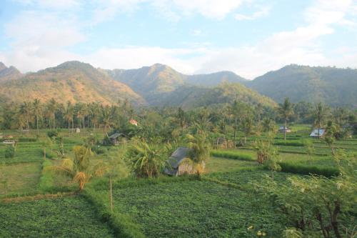 a field with palm trees and mountains in the background at Dayuh Homestay in Amed