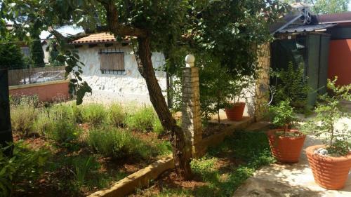 a tree in the yard of a house at Apartments Ingrid in Novigrad Istria