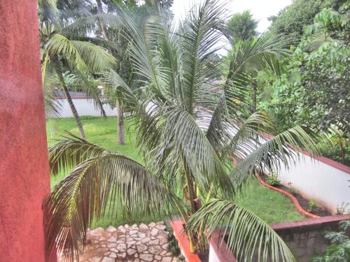 a view of a palm tree from a window at Casa de los Pianos in Uaymá