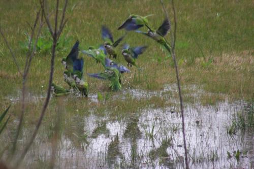 a flock of birds standing in a puddle of water at Hosteria Atelier in Tigre