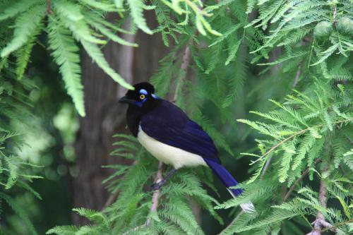 a black and white bird sitting on a tree branch at Hosteria Atelier in Tigre