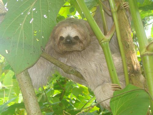 ホリデーパークの敷地内または近くにいる動物