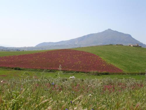 a field of flowers with a mountain in the background at Candalù - Villa Giardinata in Valderice