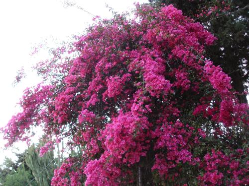 a large tree with pink flowers on it at Candalù - Villa Giardinata in Valderice