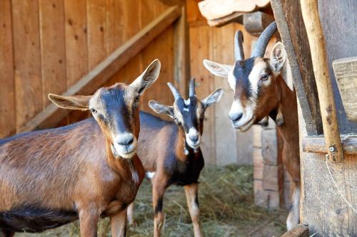 three goats standing next to each other in a barn at Alpin Family Resort Seetal in Kaltenbach