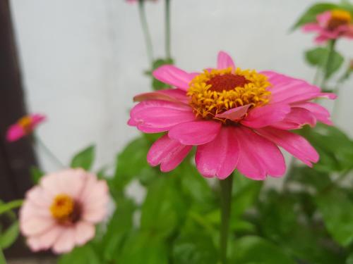 a pink flower in front of some pink flowers at Hanok Story Guesthouse in Jeonju