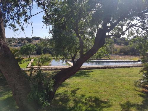 a tree in a field with a pond in the background at Case Brizza in Casale Zappulla