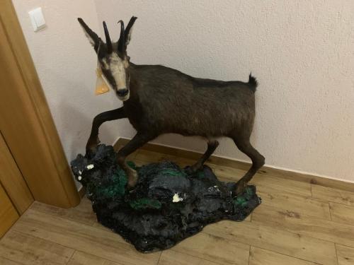 Zvířata v penzionu nebo okolí