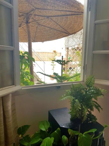 an open window with plants in a room at Art studio au bord de la mer in El Jadida