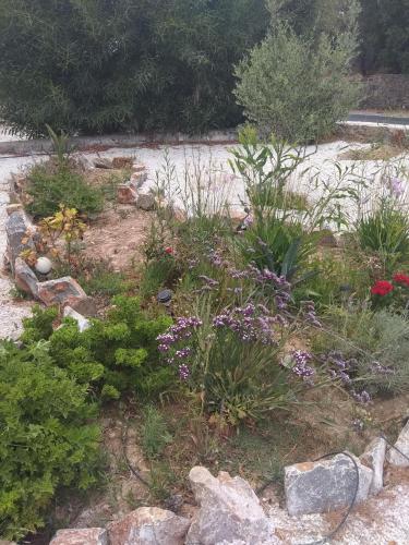 a garden with purple flowers and plants at Εmmi in Koutsounari