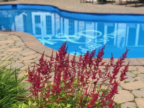 a blue swimming pool with purple flowers in front of it at Relais St-Denis in Saint-Sauveur-des-Monts