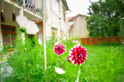 a group of pink flowers in a yard at Racha guest house MERO in Ambrolauri