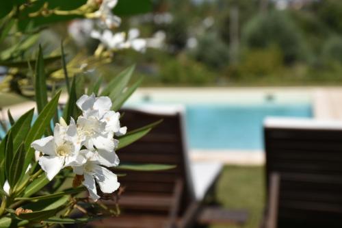 a close up of white flowers next to a pool at Casa nas Serras in Vila Nova de Poiares
