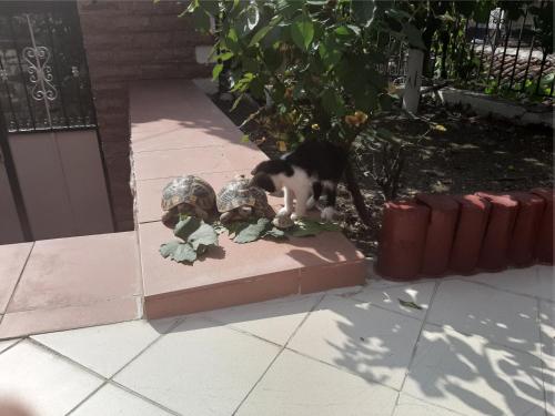 Jardín al aire libre en HOTEL VILA TWIX