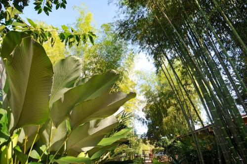a group of palm trees in a forest at Naturalmente Boutique Bungalows y Cocina Mediterránea in Las Lajas