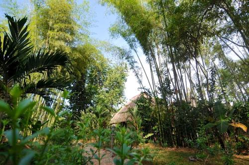 a forest of trees with a hut in the background at Naturalmente Boutique Bungalows y Cocina Mediterránea in Las Lajas