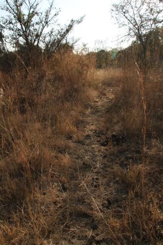 a dirt trail through a field of tall grass at Donkerhoek Country Living in Avondzon