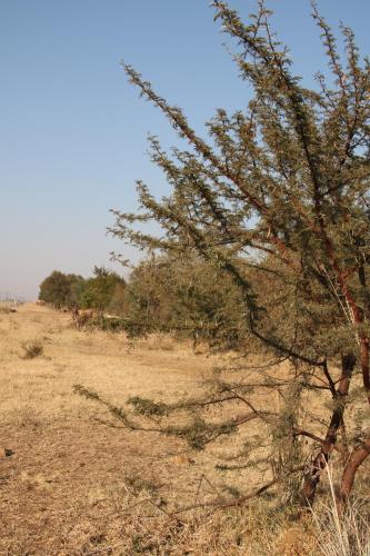 a tree in the middle of a field at Donkerhoek Country Living in Avondzon