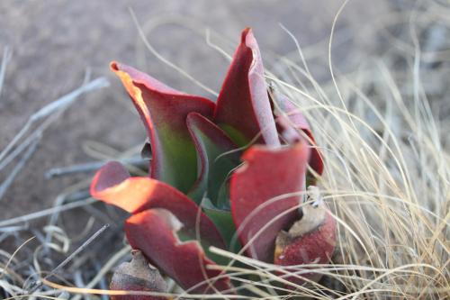 a plant with red flowers on the ground at Donkerhoek Country Living in Avondzon